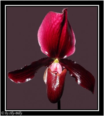 2015-08-27_Paphiopedilum Black Jack_1.jpg