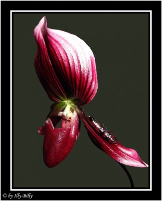 2015-08-17_Paphiopedilum Maudiae vinicolor.jpg