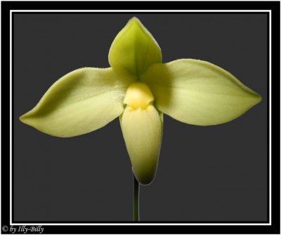 2015-08-27_Phragmipedium besseae flava ebay_1.jpg