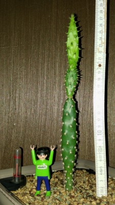 Stapelia am 30.08.2015.jpg