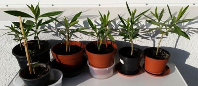 Oleander20150831.jpg