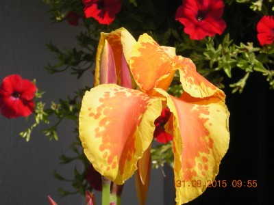31.08.2015 Cannas 003.JPG