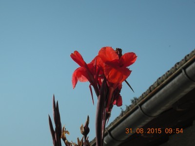 31.08.2015 Cannas 002.JPG
