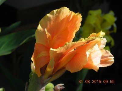 31.08.2015 Cannas 005.JPG