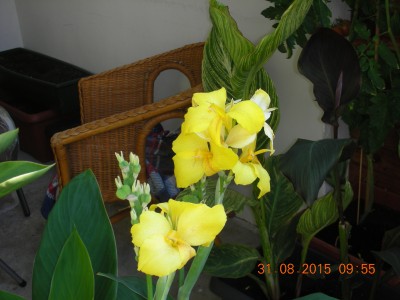 31.08.2015 Cannas 006.JPG