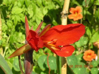 31.08.2015 Cannas 004.JPG