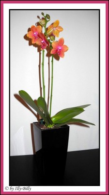 2015-09-01_Phalaenopsis Magical_Umgetopft.jpg