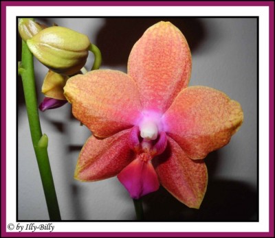 2015-09-01_Phalaenopsis Magical_Kaufblüte.jpg