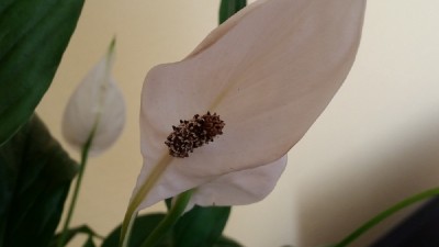 Spathiphyllum Blüte.jpg