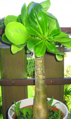 1980-01-01 00.00.25.jpg