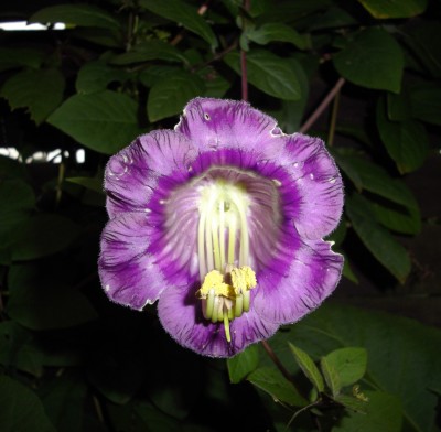 Glockenrebe 31.08.2015.jpg