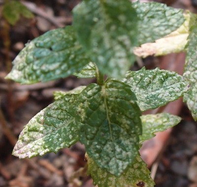 P9112013-a.jpg