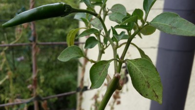 20150913_162702.jpg