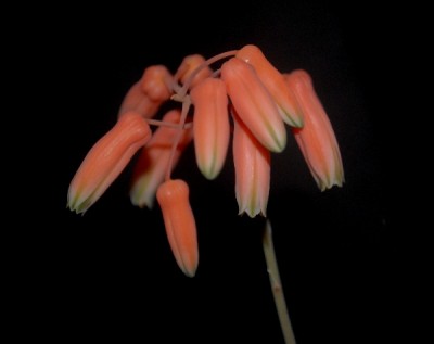 Aloe15 038pp.jpg