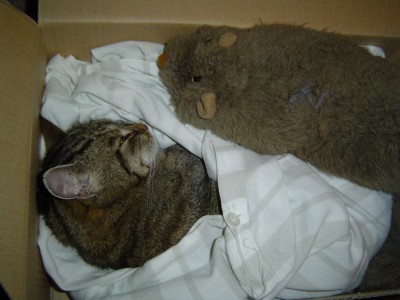 Kitty,letzte Bilder (3).jpg