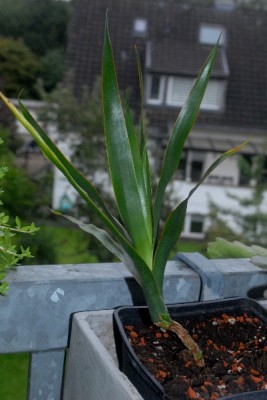 Dracaena15 001pp.jpg