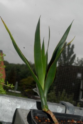 Dracaena15 002pp.jpg