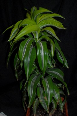 Dracaena15 003pp.jpg