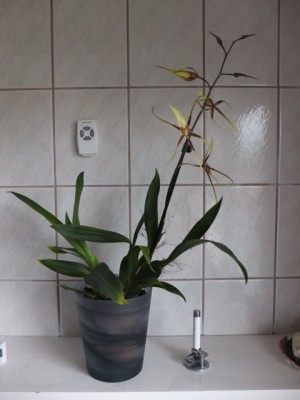 DSCF3821.jpg