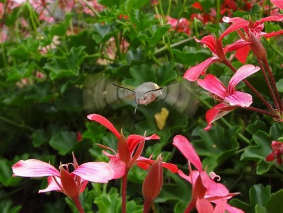 Kolibrischwärmer 08.23 (3)o Taubenschwänzchen.jpg