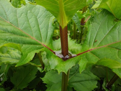 Durchwachsene Silphie (Silphium perfoliatum).jpg