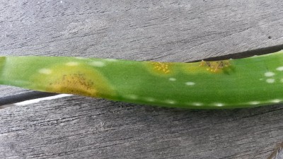 Brauche Rat fr Aloe Vera Schdling  Pflanzenkrankheiten & Schdlinge   GREEN24 Pflanzen & Garten Forum