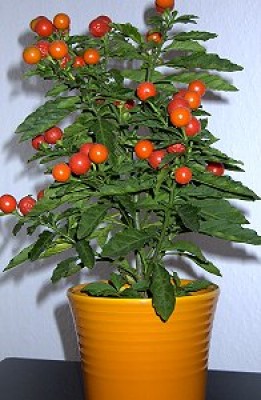 korallenbaum.jpg
