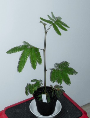 Calliandra portoricensis.JPG