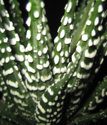 1980-01-01 00.00.29-1.jpg