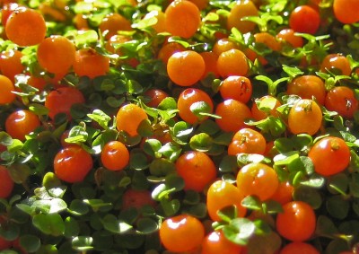 1980-01-01 00.00.28-1.jpg