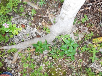 Malatamsi Wurzeln.jpg