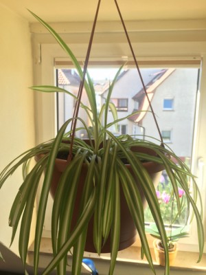 Foto 30.09.15, 14 55 40.jpg