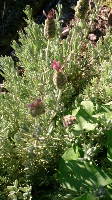 Lavendel1.JPG