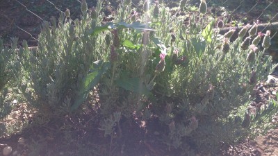 Lavendel3.JPG