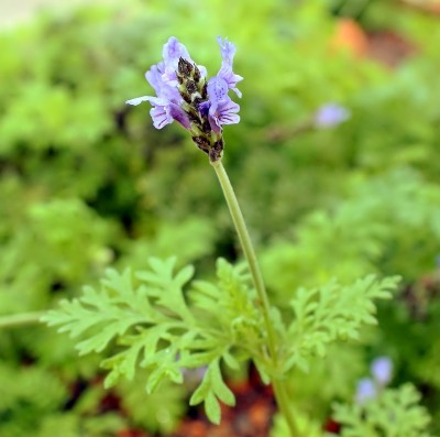 Lavandula multifida 0091-1 (2).jpg