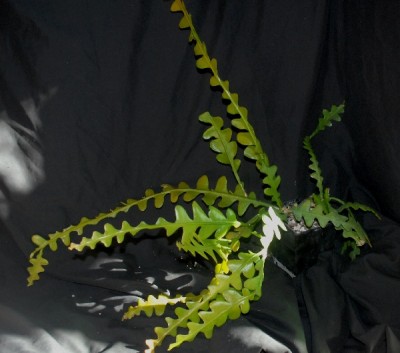 Epiphyllum15 016pp.jpg