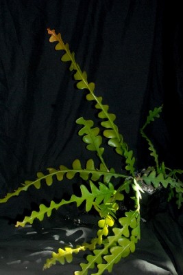 Epiphyllum15 018pp.jpg