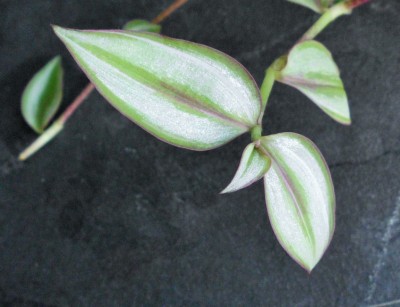 T. zebrina Quadricolor (2).JPG