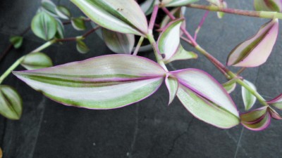 T. zebrina quadricolor (3).JPG