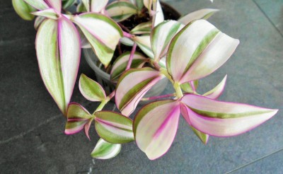 T. zebrina quadricolor (4).JPG