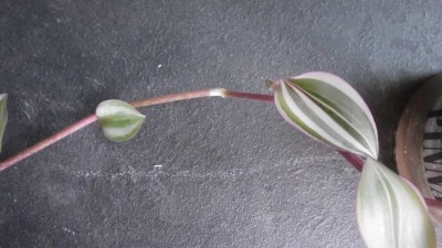 T. zebrina quadricolor.JPG
