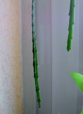 D. aurantiacus (3).JPG