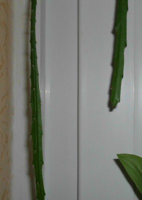 D. aurantiacus (4).JPG