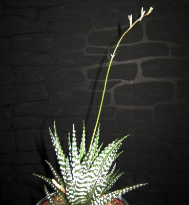 1980-01-01 00.01.12-1.jpg