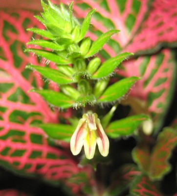 1980-01-01 00.00.19-3.jpg