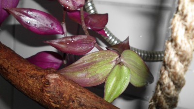 T. zebrina Purpusii.JPG