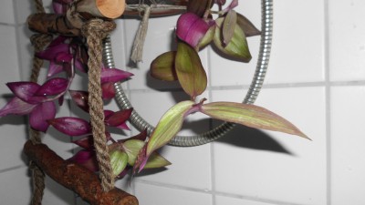 T. zebrina Purpusii (2).JPG
