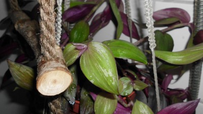 T. zebrina Purpusii (3).JPG