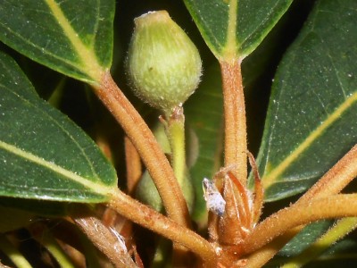 Malatamsi Frucht.JPG