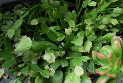 Schlumbergera.JPG